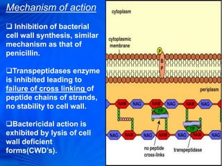 Mechanism of action
 Inhibition of bacterial
cell wall synthesis, similar
mechanism as that of
penicillin.
Transpeptidases enzyme
is inhibited leading to
failure of cross linking of
peptide chains of strands,
no stability to cell wall.
Bactericidal action is
exhibited by lysis of cell
wall deficient
forms(CWD’s).
 