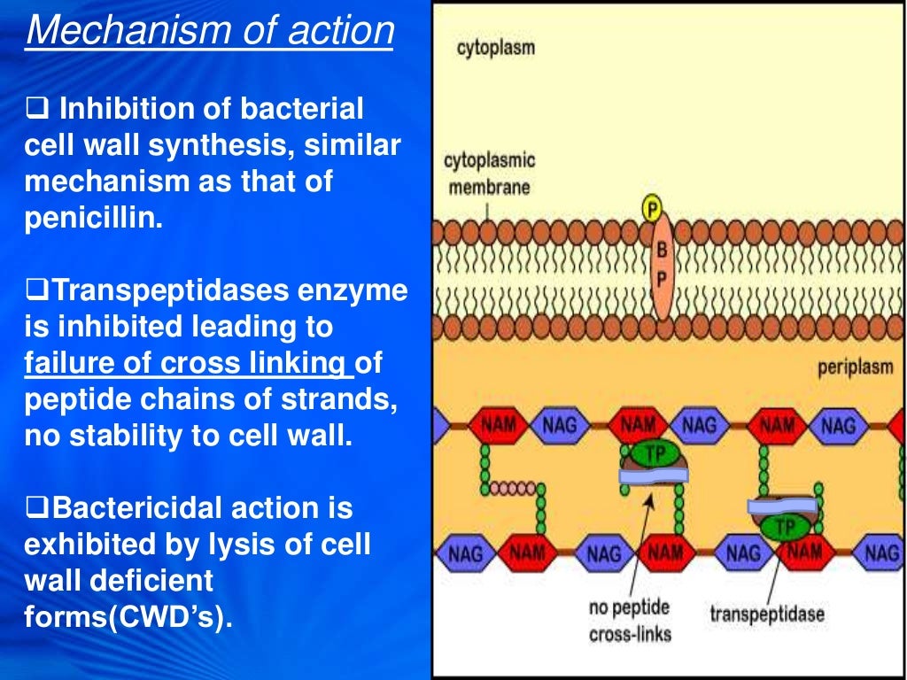 CEPHALOSPORINS