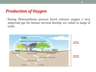 Production of Oxygen
• During Photosynthesis process forest releases oxygen a very
important gas for human survival thereby are called as lungs of
earth.
15
 