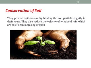 Conservation of Soil
• They prevent soil erosion by binding the soil particles tightly in
their roots. They also reduce the velocity of wind and rain which
are chief agents causing erosion
16
 
