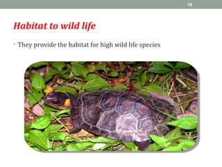 Habitat to wild life
• They provide the habitat for high wild life species
19
 