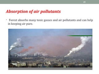 Absorption of air pollutants
• Forest absorbs many toxic gasses and air pollutants and can help
in keeping air pure.
21
 