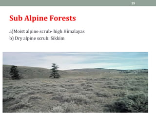 Sub Alpine Forests
a)Moist alpine scrub- high Himalayas
b) Dry alpine scrub: Sikkim
29
 