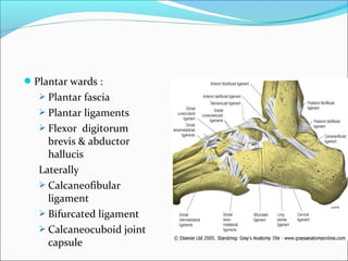 Plantar wards :
    Plantar fascia
    Plantar ligaments
    Flexor digitorum
     brevis & abductor
     hallucis
   Laterally
    Calcaneofibular
     ligament
    Bifurcated ligament
    Calcaneocuboid joint
     capsule
 
