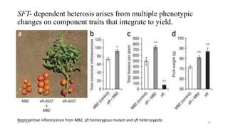 Heterosis Graph heterosis new insights into old topic by revisiting the magic of ...