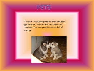 For pets I have two puppies. They are both
girl huskies. Their names are Maya and
Shadow. The love people and are full of
energy.
 