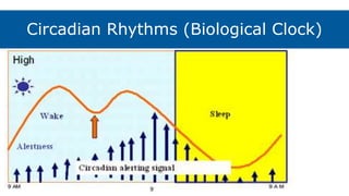 Circadian Rhythms (Biological Clock)
 