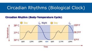 Circadian Rhythms (Biological Clock)
 