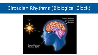 Circadian Rhythms (Biological Clock)
 