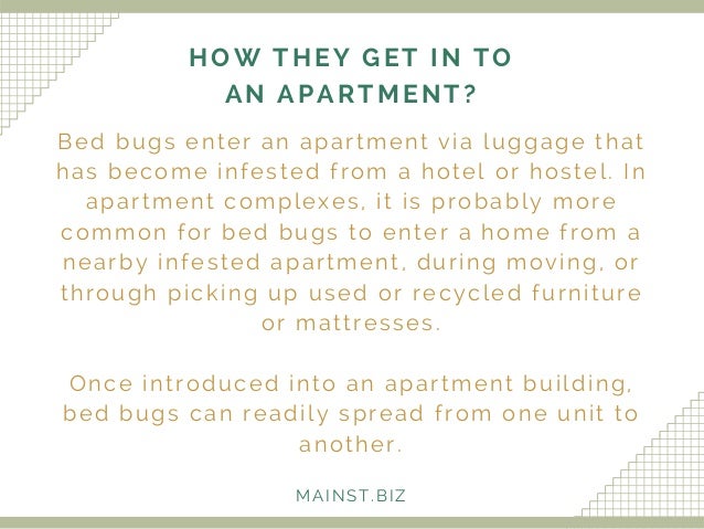 Apartment Building Has Bed Bugs plain apartment building has bed bugs a throughout decor Apartment Building Has Bed Bugs plain apartment building has bed bugs a throughout decor