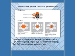 Ган татлага нь дараах 3 төрлийн цөмтэй байна.
Ган татлагыг зангилаанд дараах 2 аргаар бэхэлдэг.
1-рт Хавчих аргаар (төрөл бүрийн боолт хавчаараар)
2-рт Хайлмал металаар үүрэнд цутгаж
 