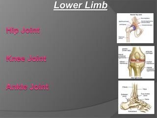Lower Limb
 