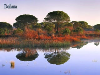 Doñana 