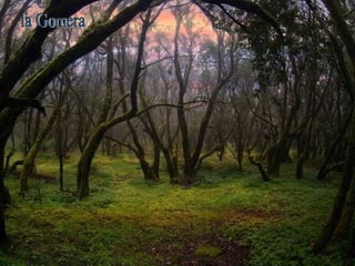 la Gomera 