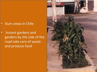 Slum areas in Chile Instant gardens and gardens by the side of the road take care of waste and produce food 
