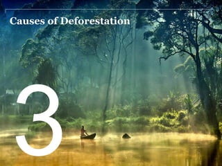 Causes of Deforestation
3
 