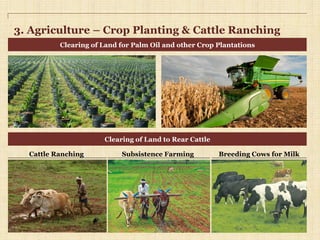 3. Agriculture – Crop Planting & Cattle Ranching
Clearing of Land for Palm Oil and other Crop Plantations
Clearing of Land to Rear Cattle
Subsistence Farming Breeding Cows for MilkCattle Ranching
 