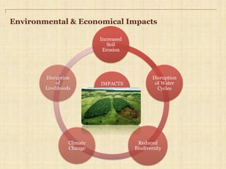 Environmental & Economical Impacts
IMPACTS
Increased
Soil
Erosion
Disruption
of Water
Cycles
Reduced
Biodiversity
Climate
Change
Disruption
of
Livelihoods
 