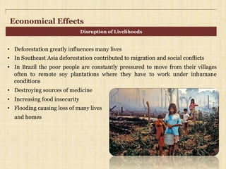 Economical Effects
•  Deforestation greatly influences many lives
•  In Southeast Asia deforestation contributed to migration and social conflicts
•  In Brazil the poor people are constantly pressured to move from their villages
often to remote soy plantations where they have to work under inhumane
conditions
•  Destroying sources of medicine
•  Increasing food insecurity
•  Flooding causing loss of many lives
and homes
Disruption of Livelihoods
 