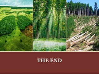 Deforestation: Causes, Effects and Solutions