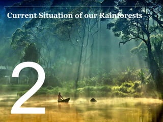 Current Situation of our Rainforests
2
 