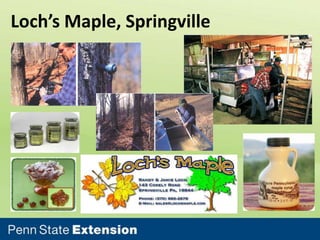 Loch’s Maple, Springville

 