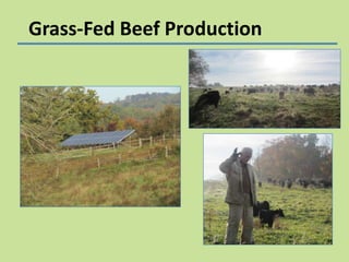 Grass-Fed Beef Production

 