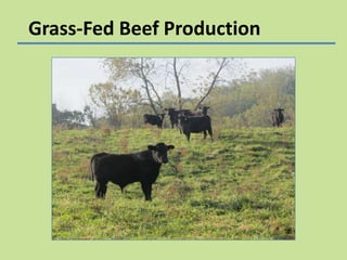 Grass-Fed Beef Production

 