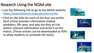 Research Using the NOAA site
• Use the following link to go to the NOAA website:
https://www.fisheries.noaa.gov/sea-turtles
• Click on the links for each of the four sea turtles.
Each article provides information related
predators, life span, and why are they at-risk.
Gather relevant information and write it on the
matrix. (These articles can be downloaded as PDFs
to allow students to annotate the texts)
 