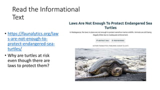 Read the Informational
Text
• https://faunalytics.org/law
s-are-not-enough-to-
protect-endangered-sea-
turtles/
• Why are turtles at risk
even though there are
laws to protect them?
 