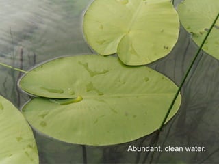 Sustainable Food Lab