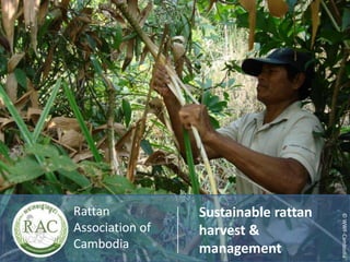 Rattan           Sustainable rattan




                                      © WWF-Cambodia
Association of   harvest &
Cambodia         management
 