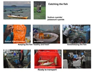 Sustainable and healthy live reef food fish | PPT