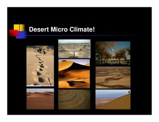 Desert Micro Climate!
 