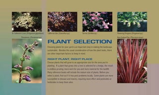 St. Catherine’s Lace (Eriogonum giganteum)   California Lilac (Ceanothus sp.)         Yarrow (Achillea sp.)                    Flowering Oregano (Oreganum sp.)
            Penstemon (Penstemon sp.)                                                                                          New Zealand Flax (Phormium tenax)

                                             PLANT SELECTION
                                             Choosing plants for your yard is an important step in making the landscape
                                             sustainable. Besides the usual consideration of how the plant looks, there
                                             are other important factors to keep in mind.

                                             RIGHT PLANT, RIGHT PLACE
                                             Choose plants that will grow to an appropriate size for the area you’re
                                             planting. If a plant that grows into a tree is selected for a hedge, the result
                                             is endless pruning: more work for you and more material for the landfill.
                                             Many reference books will include the mature size of plants. Before you
                                             select a plant, find out if it has pest problems locally. Some plants are more
                                             susceptible to disease and insects, requiring more effort and pesticides or
                                             herbicides to keep them alive.
 