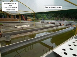ALOHA RANCH
and
ORGANIC FARM
Macarascas
Ferrocement tanks
 