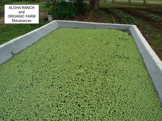 ALOHA RANCH
and
ORGANIC FARM
Macarascas
 