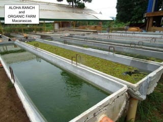 ALOHA RANCH
and
ORGANIC FARM
Macarascas
 