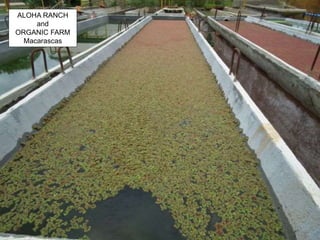 ALOHA RANCH
and
ORGANIC FARM
Macarascas
 