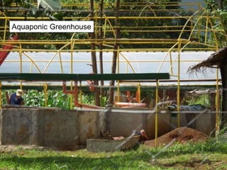 Aquaponic Greenhouse
 