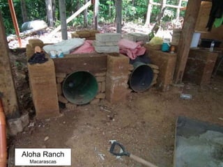 Aloha Ranch
Macarascas
 
