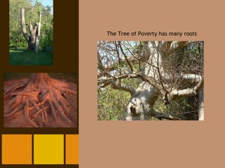 The Tree of Poverty has many roots 
