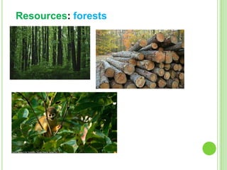 Resources: forests

 