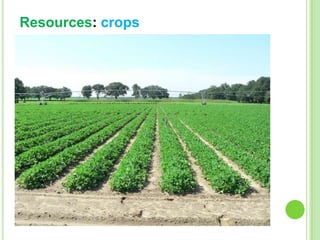 Resources: crops

 