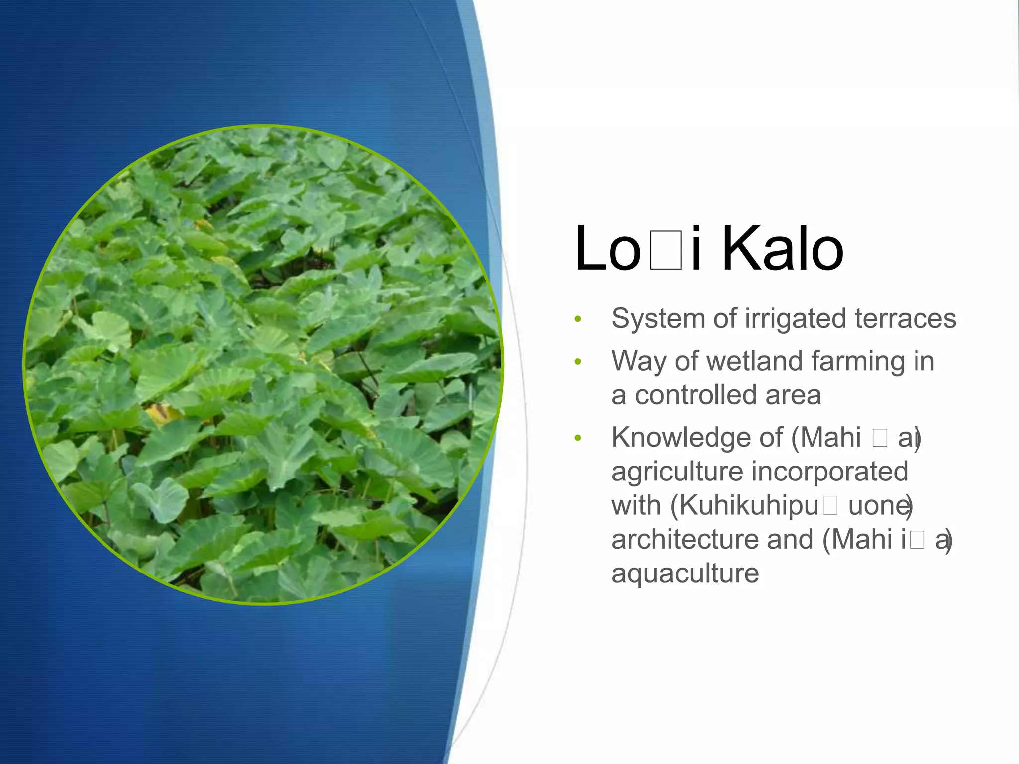Loʻ Kalo
   i
•   System of irrigated terraces
•   Way of wetland farming in
    a controlled area
•   Knowledge of (Mahi ʻai   )
    agriculture incorporated
    with (Kuhikuhipuʻuone   )
    architecture and (Mahi iʻa )
    aquaculture
 