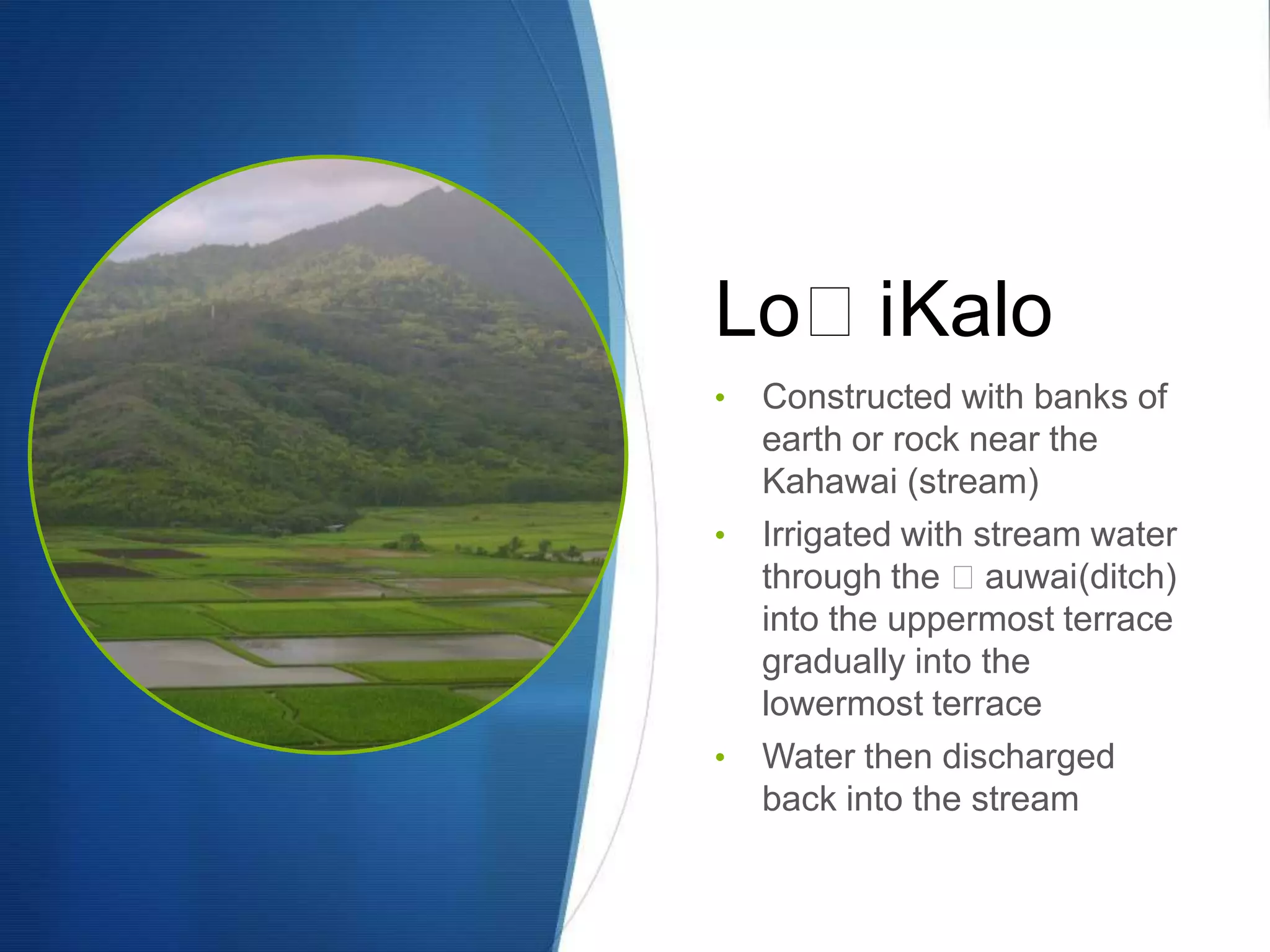 LoʻiKalo
•   Constructed with banks of
    earth or rock near the
    Kahawai (stream)
•   Irrigated with stream water
    through the ʻauwai(ditch)
    into the uppermost terrace
    gradually into the
    lowermost terrace
•   Water then discharged
    back into the stream
 