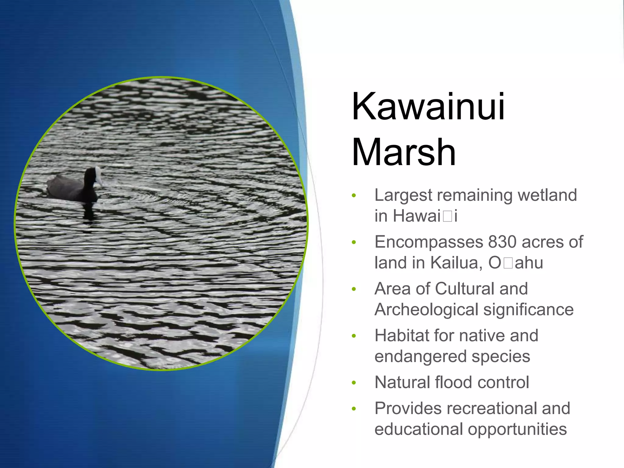 Kawainui
Marsh
•   Largest remaining wetland
    in Hawaiʻ  i
•   Encompasses 830 acres of
    land in Kailua, Oʻ ahu
•   Area of Cultural and
    Archeological significance
•   Habitat for native and
    endangered species
•   Natural flood control
•   Provides recreational and
    educational opportunities
 