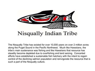 The Nisqually Tribe has existed for over 10,000 years on over 2 million acres
along the Puget Sound in the Pacific Northwest. Much like Hawaiians, the
tribe’s main sustenance was fishing and like Hawaiians that resource has
steadily become depleted due to overfishing and land seizing. Concerted
efforts have established a sustainable fish hatchery with the intent to regain
control of the declining salmon population and reinvigorate the resource that is
such a part of the Nisqually culture.
 