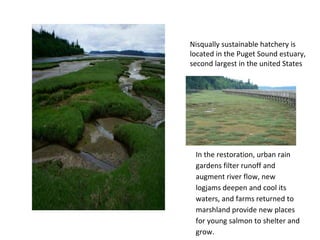 Nisqually sustainable hatchery is
located in the Puget Sound estuary,
second largest in the united States
In the restoration, urban rain
gardens filter runoff and
augment river flow, new
logjams deepen and cool its
waters, and farms returned to
marshland provide new places
for young salmon to shelter and
grow.
 