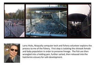 Larry Hicks, Nisqually computer tech and fishery volunteer explains the
process to me of the fishery. First step is isolating the chinook female
and baby population in order to preserve lineage. The fish are then
wrangled into a holding pen, further sorted, then released into the
hatcheries estuary for safe development.
 